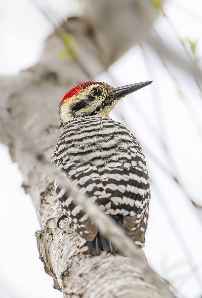 Ladder-backed Woodpecker - William Richards