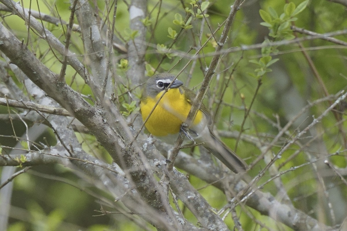 Yellow-breasted Chat - ML617536175