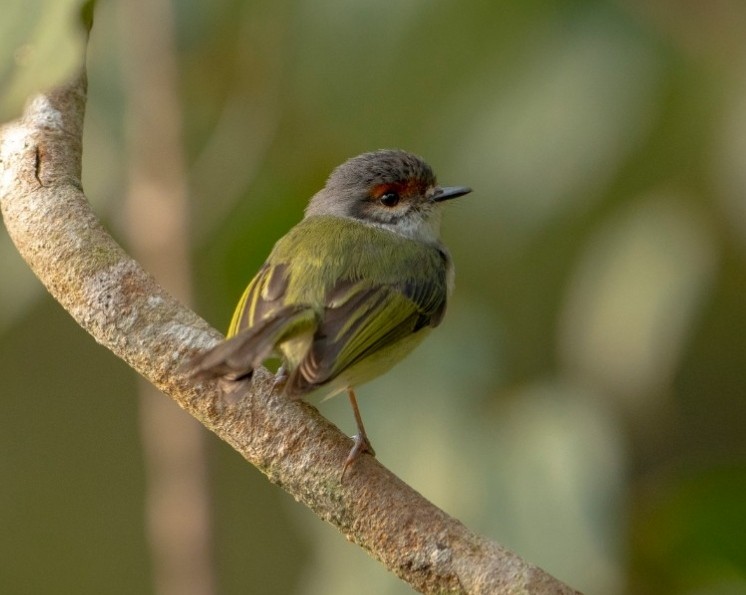Rufous-browed Tyrannulet - Victor Quiroz