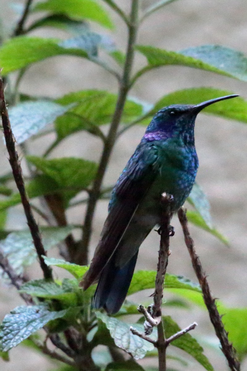 kolibřík modrouchý - ML617536229