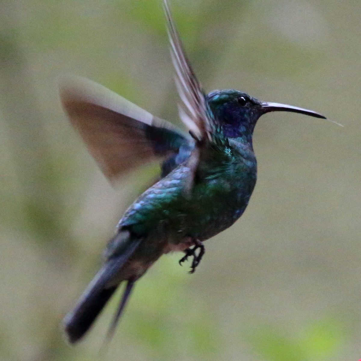 kolibřík modrouchý - ML617536231