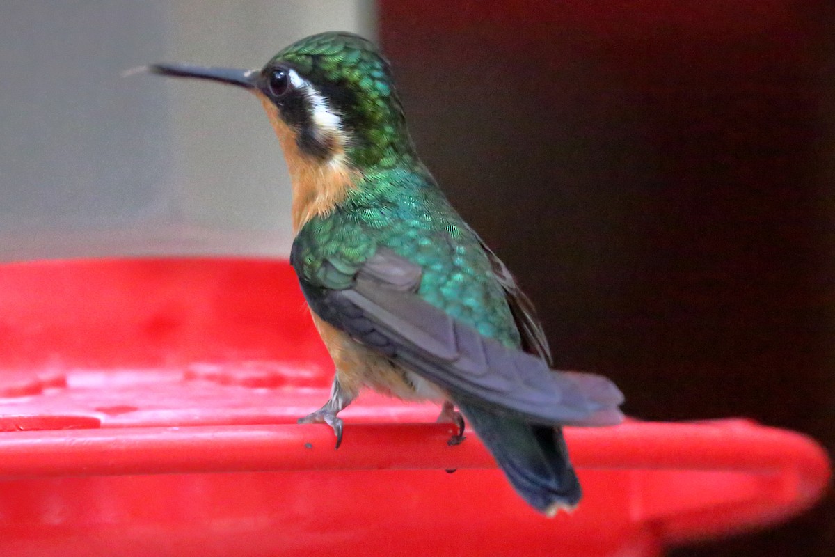 kolibřík fialovohrdlý - ML617536246