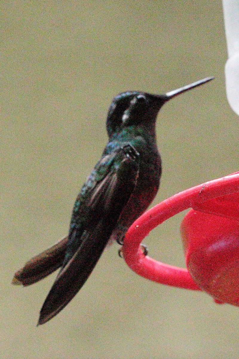 kolibřík fialovohrdlý - ML617536247