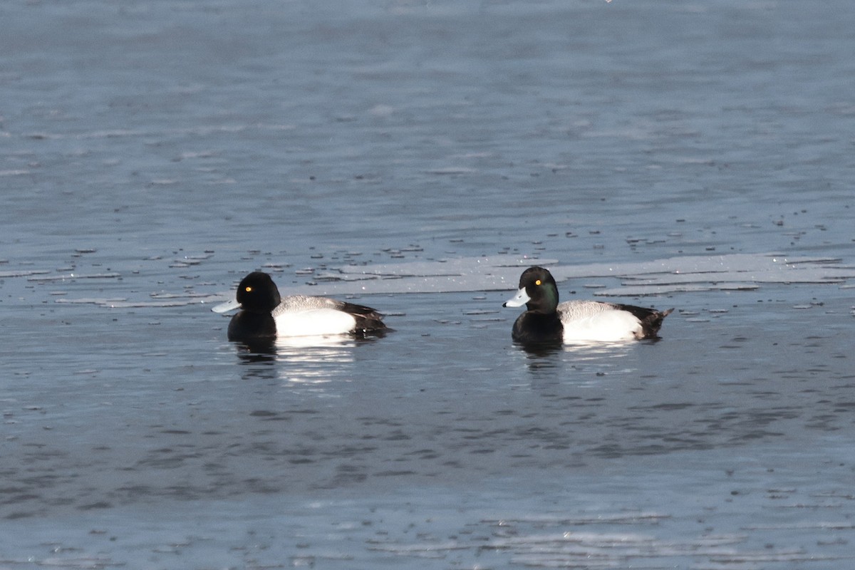 Greater Scaup - ML617536271