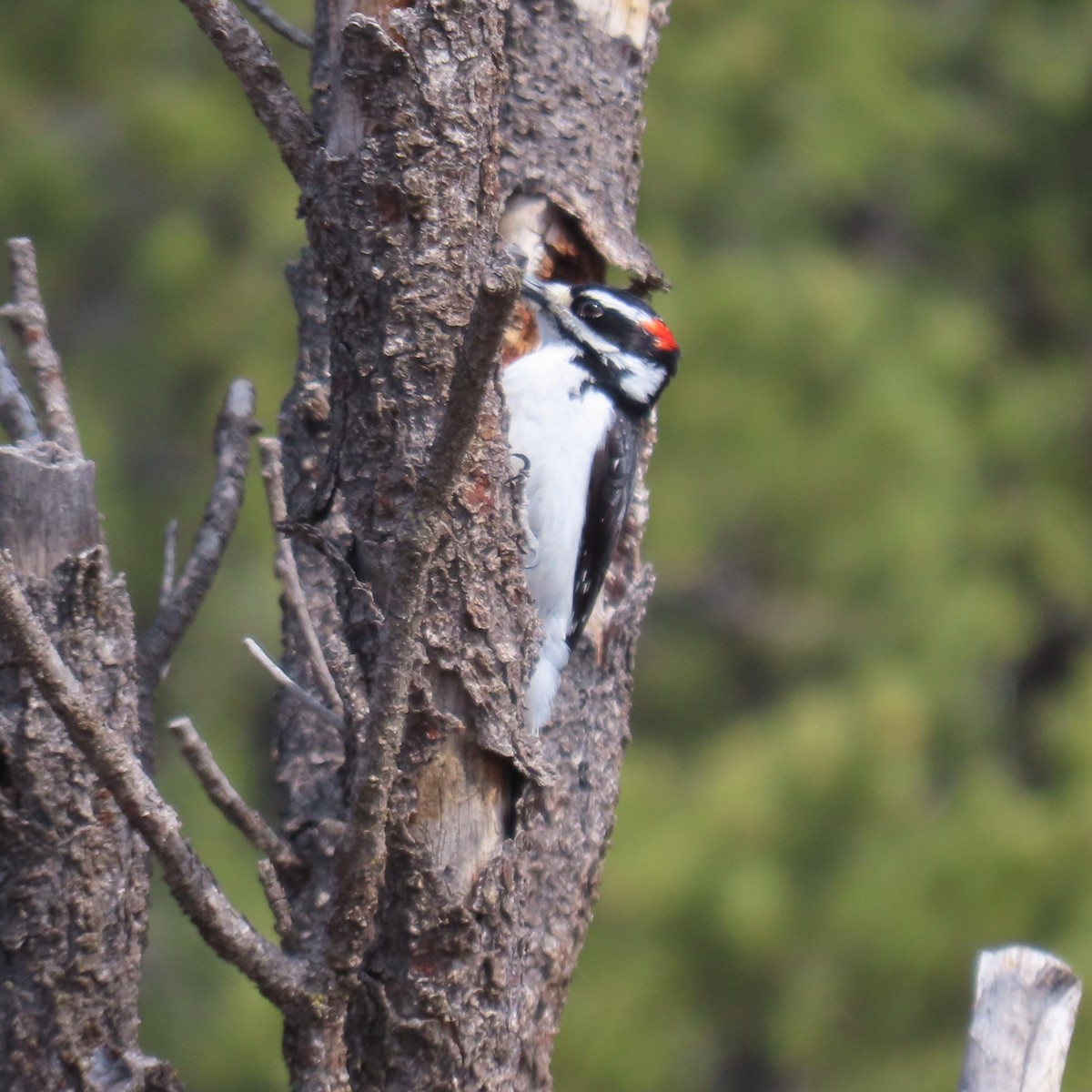 Hairy Woodpecker (Rocky Mts.) - ML617536343