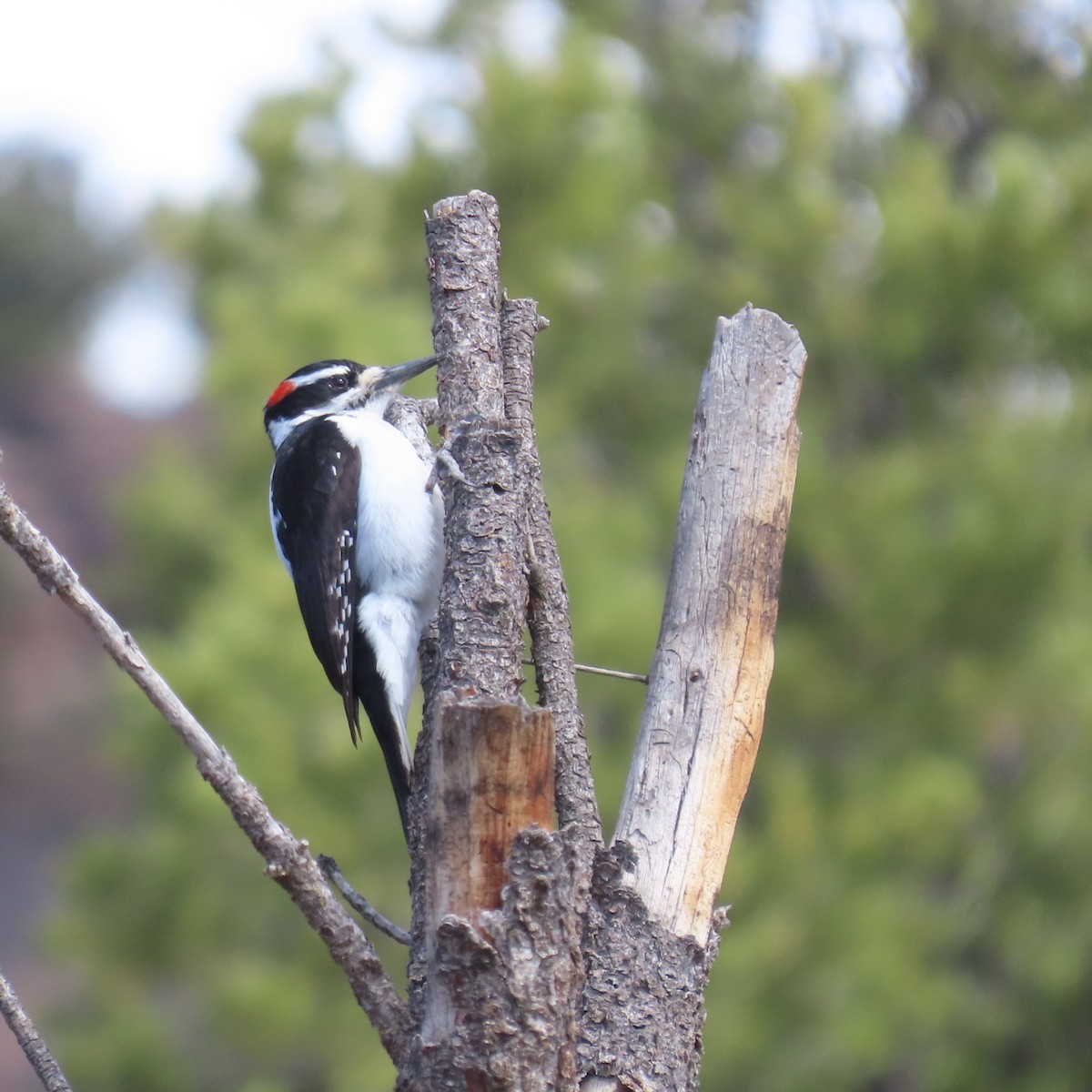 Hairy Woodpecker (Rocky Mts.) - ML617536344