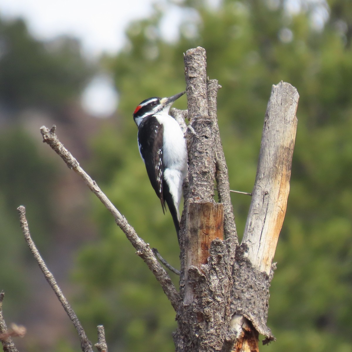 Hairy Woodpecker (Rocky Mts.) - Mackenzie Goldthwait
