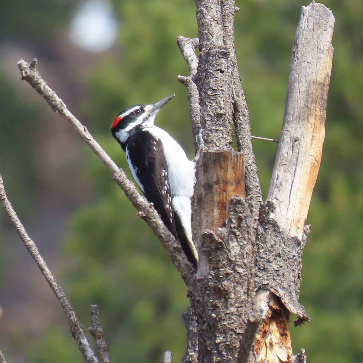 Hairy Woodpecker (Rocky Mts.) - ML617536346