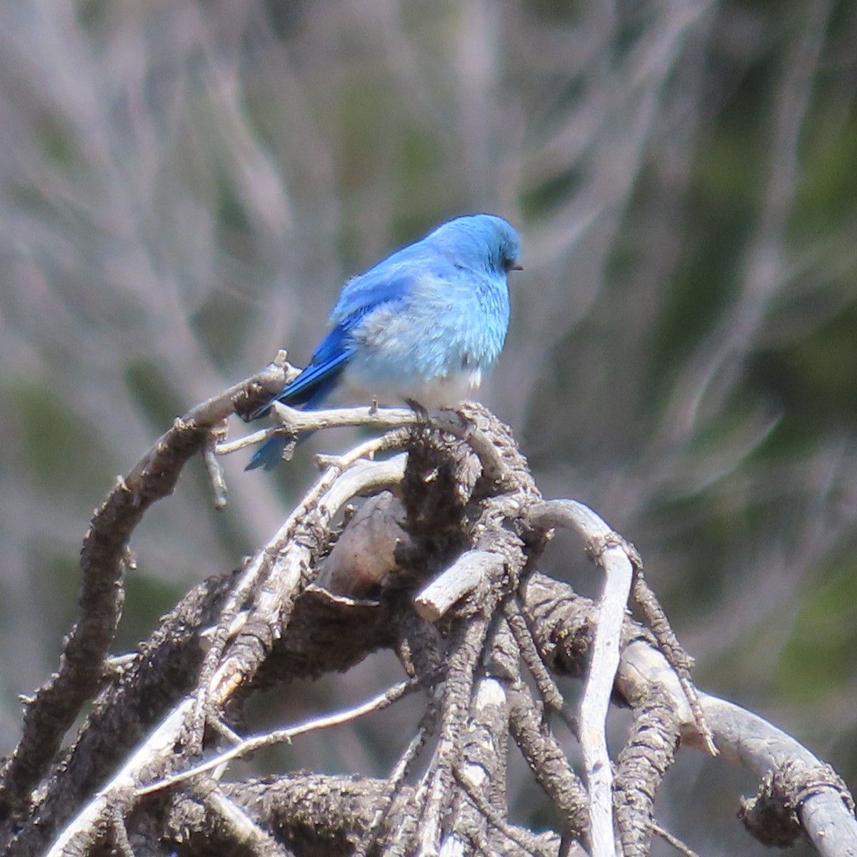 Mountain Bluebird - Mackenzie Goldthwait