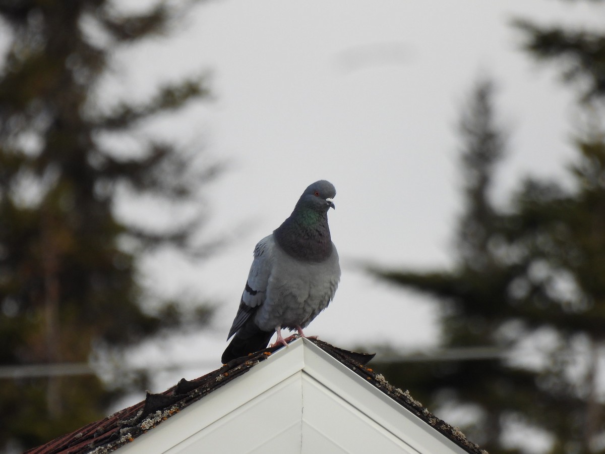 Rock Pigeon (Feral Pigeon) - ML617536381