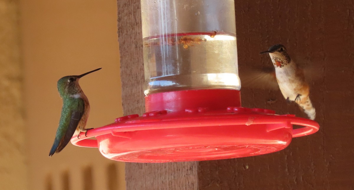 Rufous/Allen's Hummingbird - ML617536413
