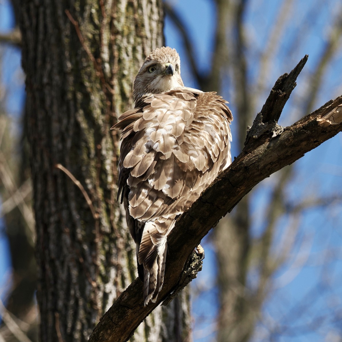 Red-tailed Hawk - ML617536426