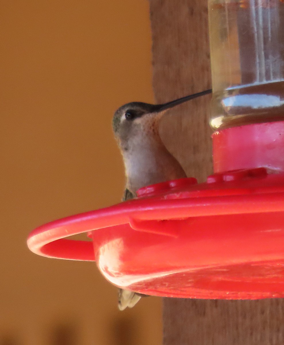 Black-chinned Hummingbird - ML617536486