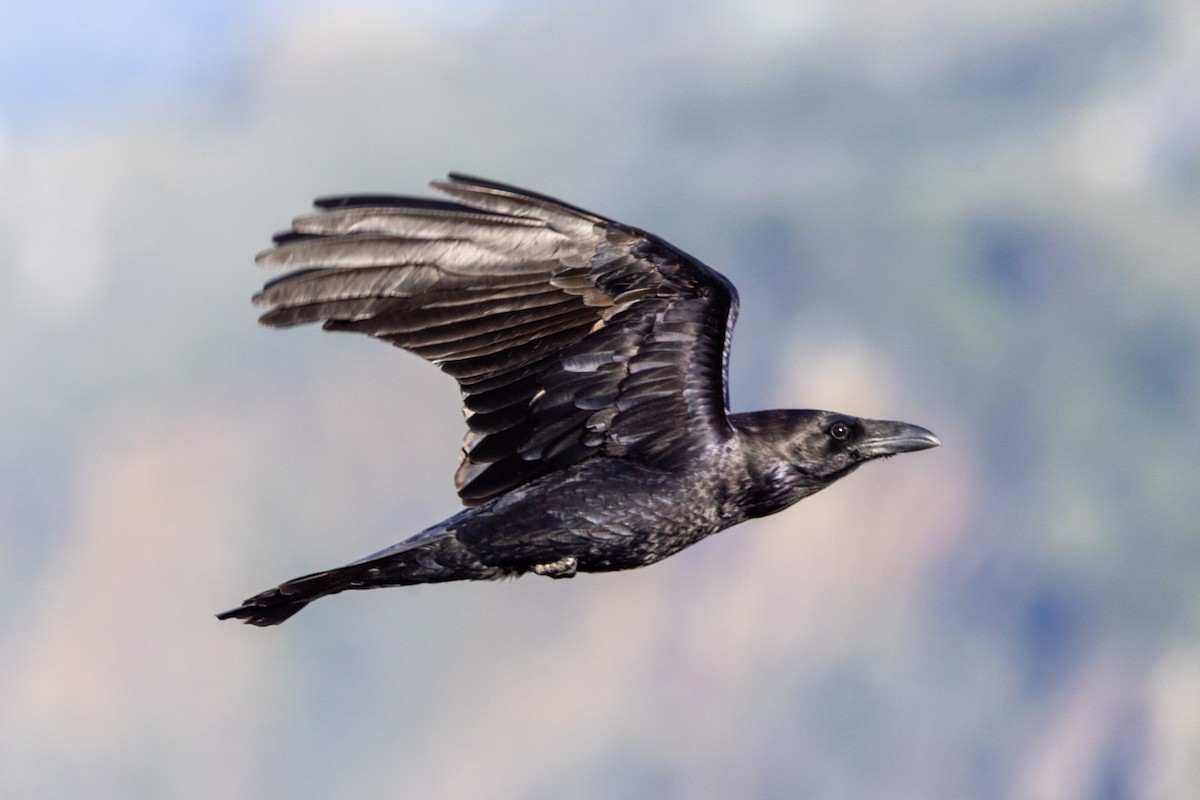 Common Raven - Stinky Bird