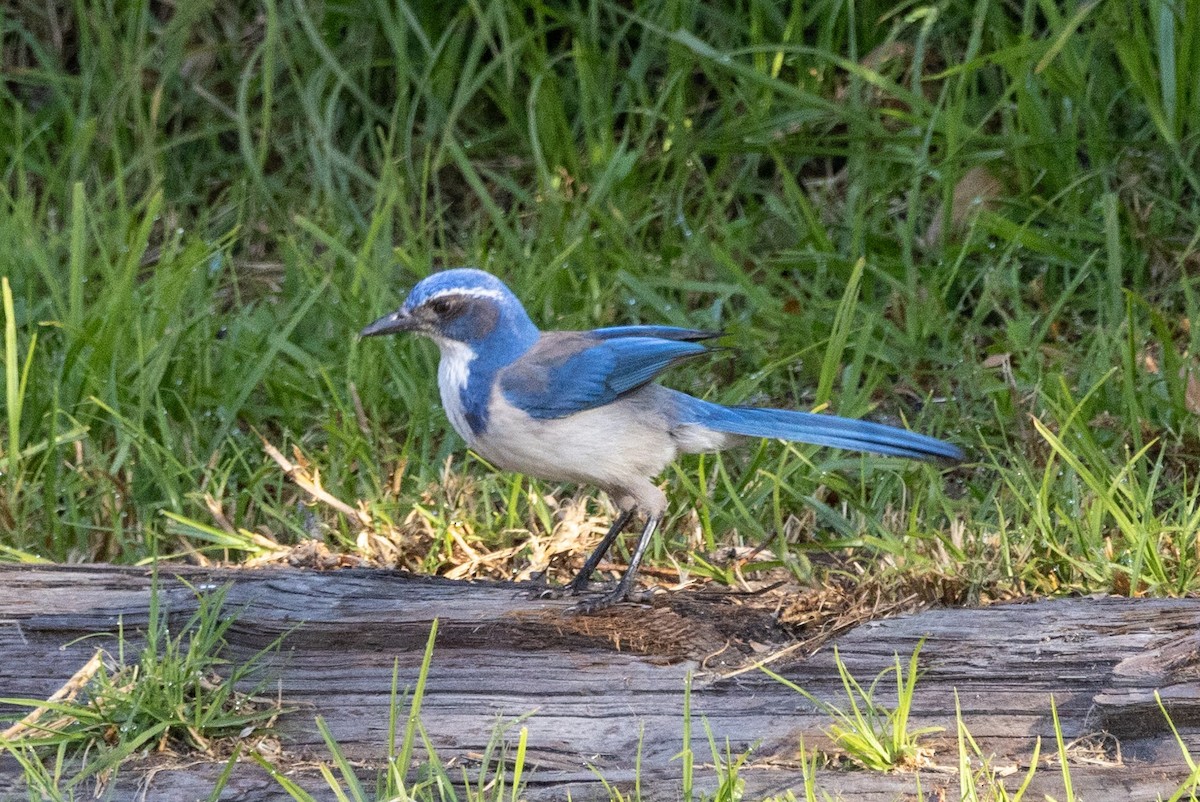 California Scrub-Jay - Stinky Bird
