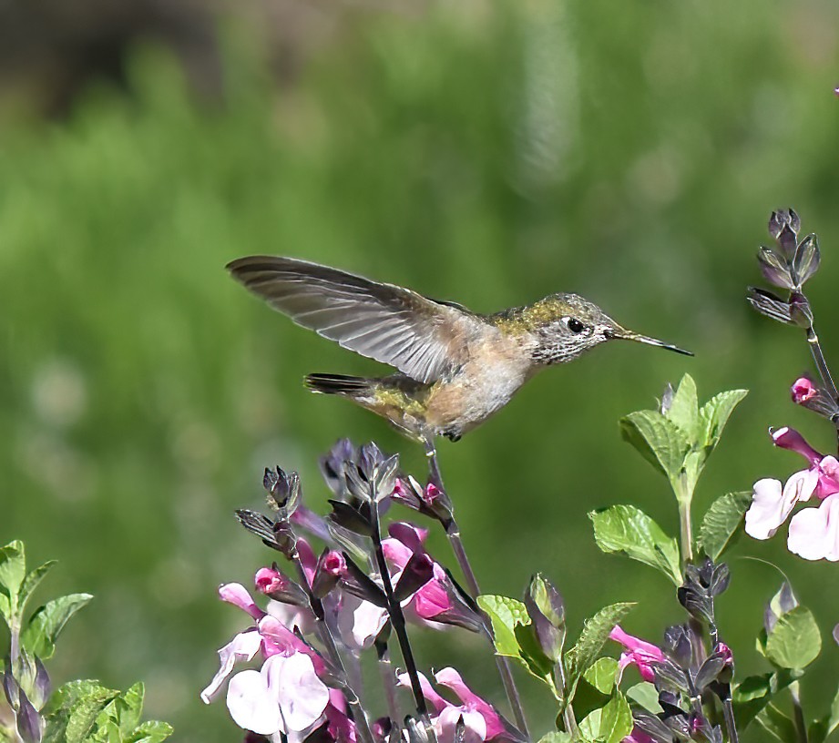 Calliope Hummingbird - Doug Hogg