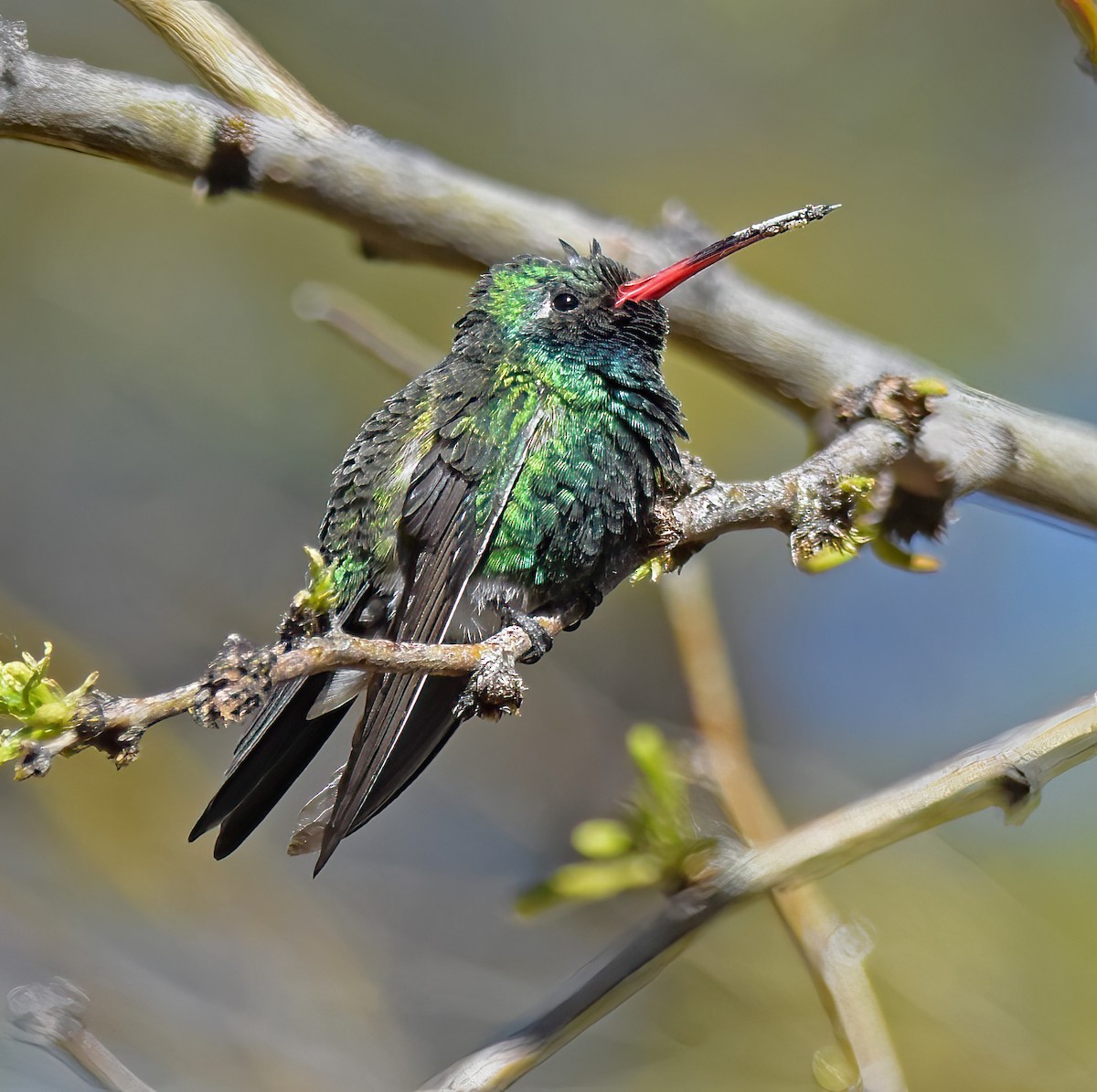 Broad-billed Hummingbird - Doug Hogg
