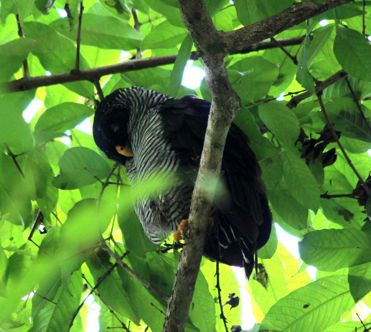 Black-and-white Owl - wr fortner