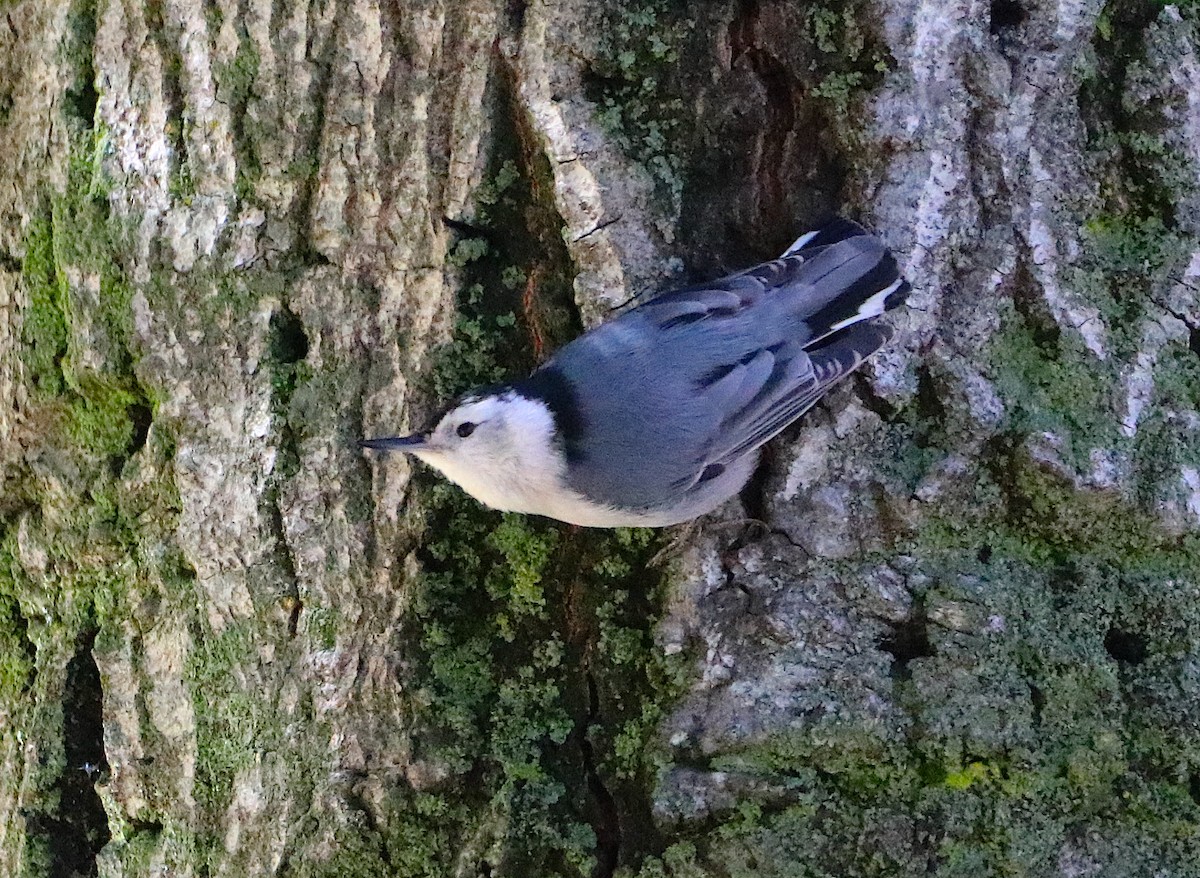 White-breasted Nuthatch - Michael Paulus