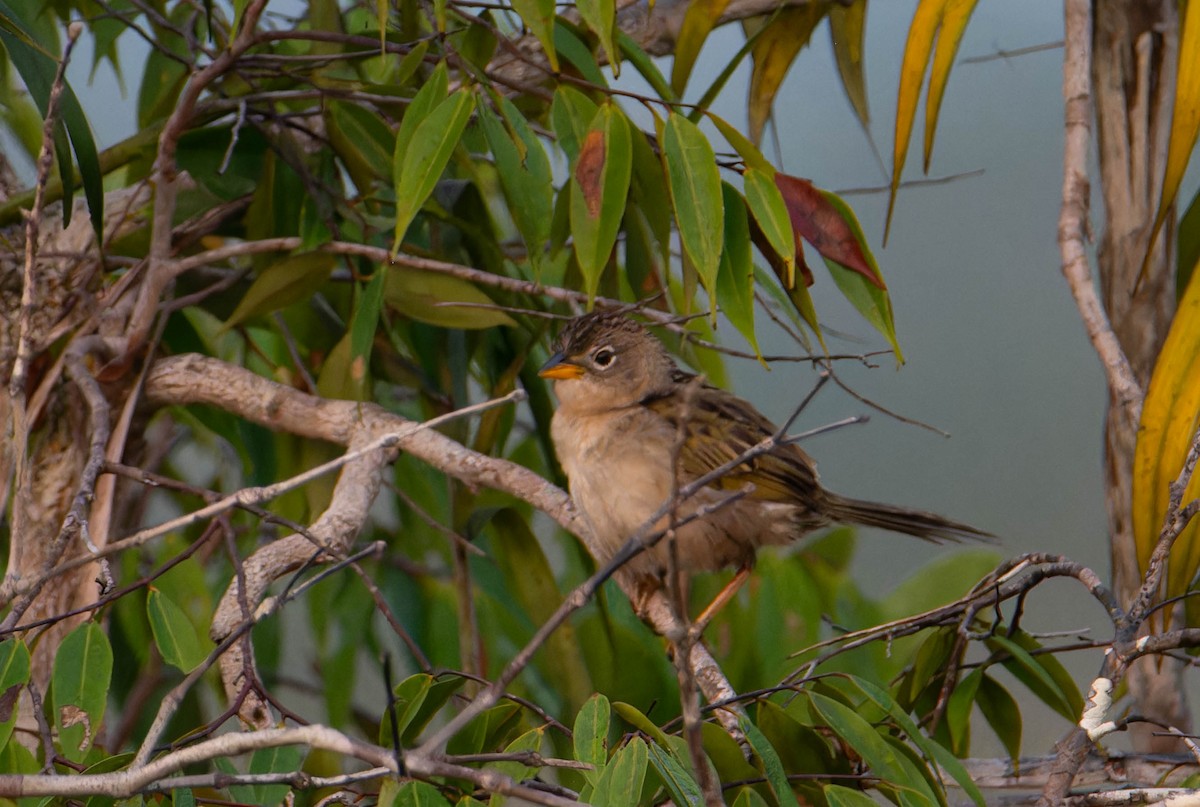 Wedge-tailed Grass-Finch - ML617536586