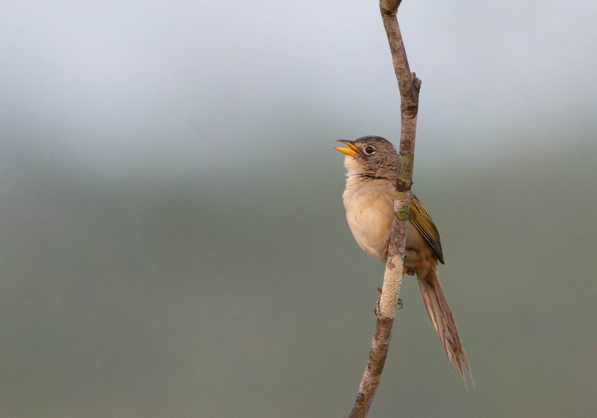 Wedge-tailed Grass-Finch - MAURICIO ARANGO ABAD