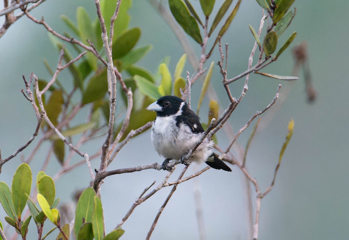 White-naped Seedeater - ML617536610