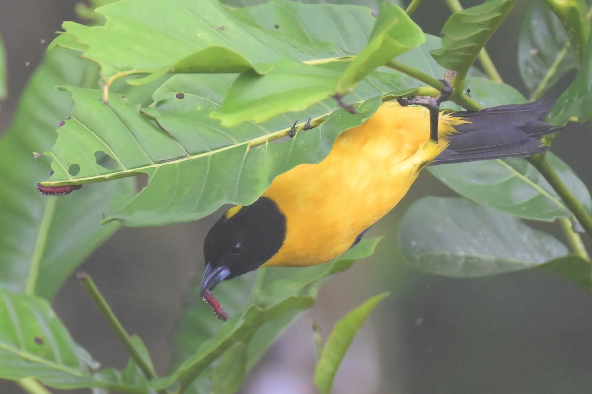 Black-chinned Mountain Tanager - ML617536637