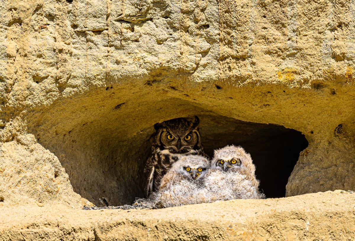 Great Horned Owl - ML617536680