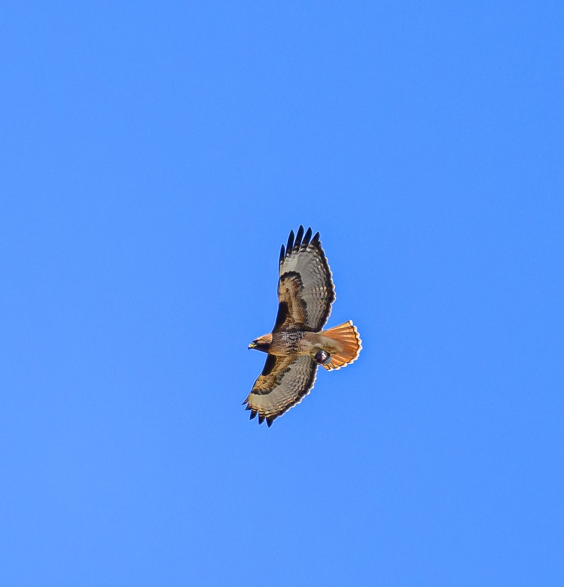 Red-tailed Hawk - ML617536696