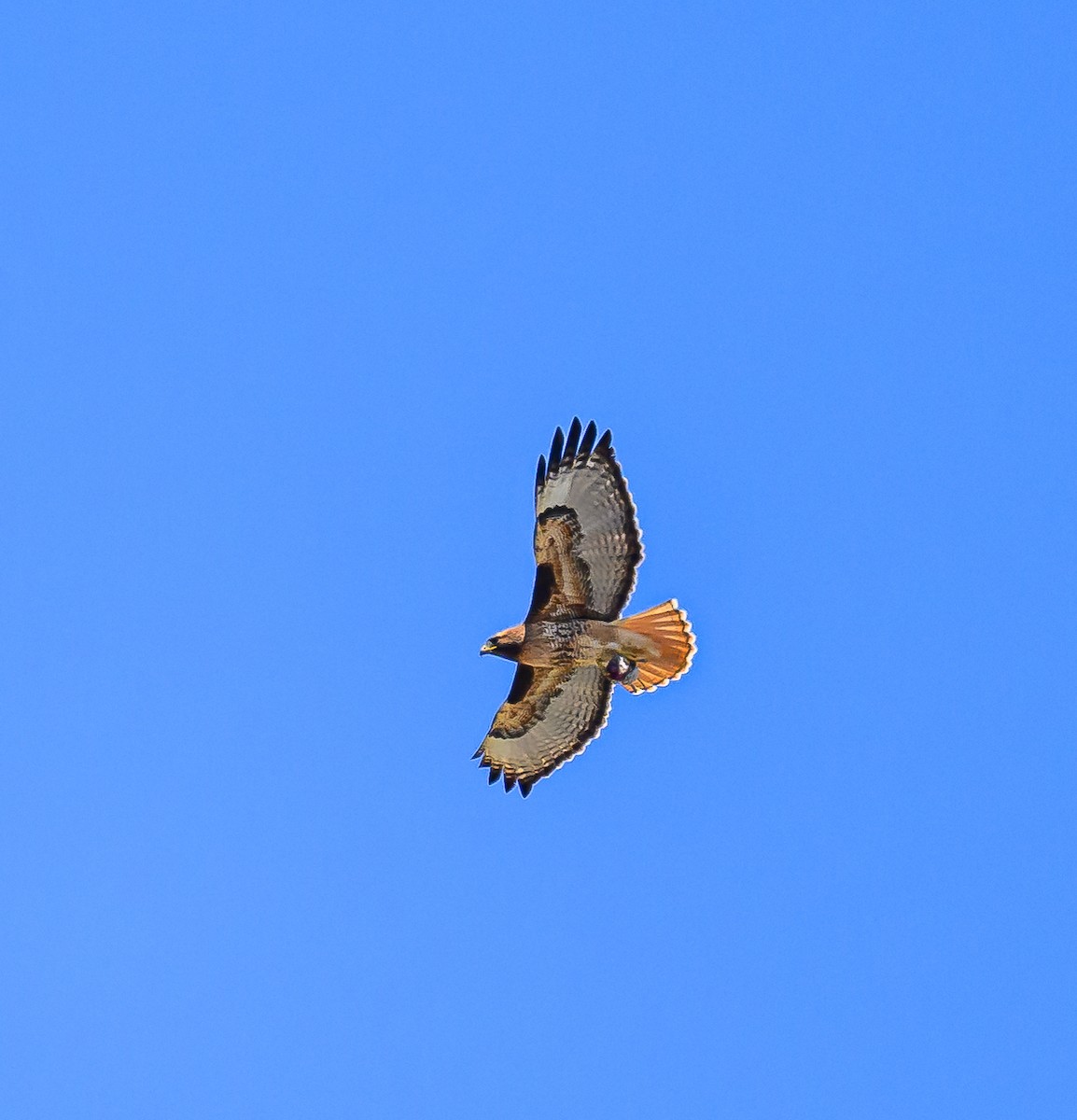 Red-tailed Hawk - ML617536697