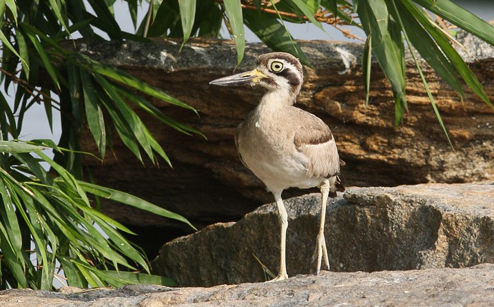 Indian Thick-knee - ML617536740