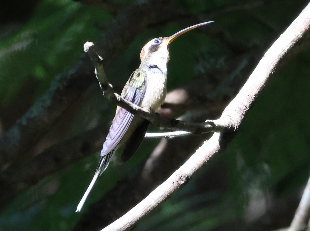 Чешуегорлый колибри-отшельник - ML617536755