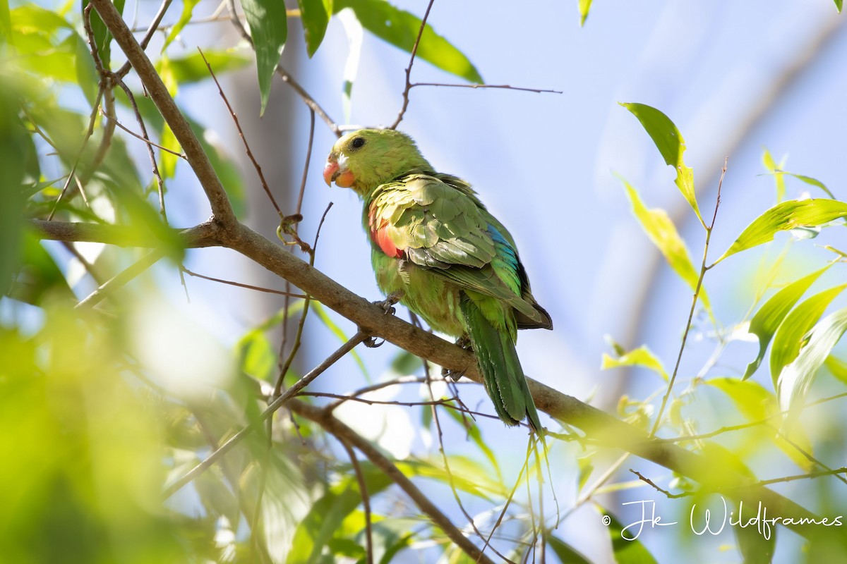 Red-winged Parrot - ML617536772
