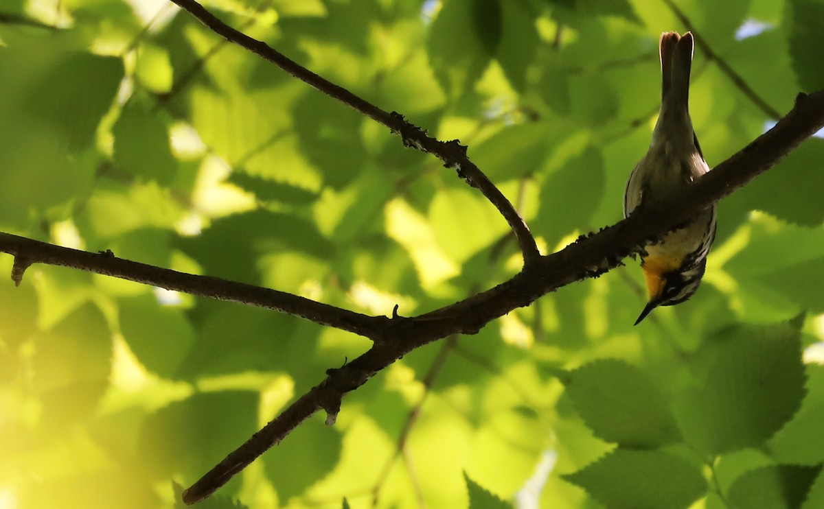 Yellow-throated Warbler - ML617536788