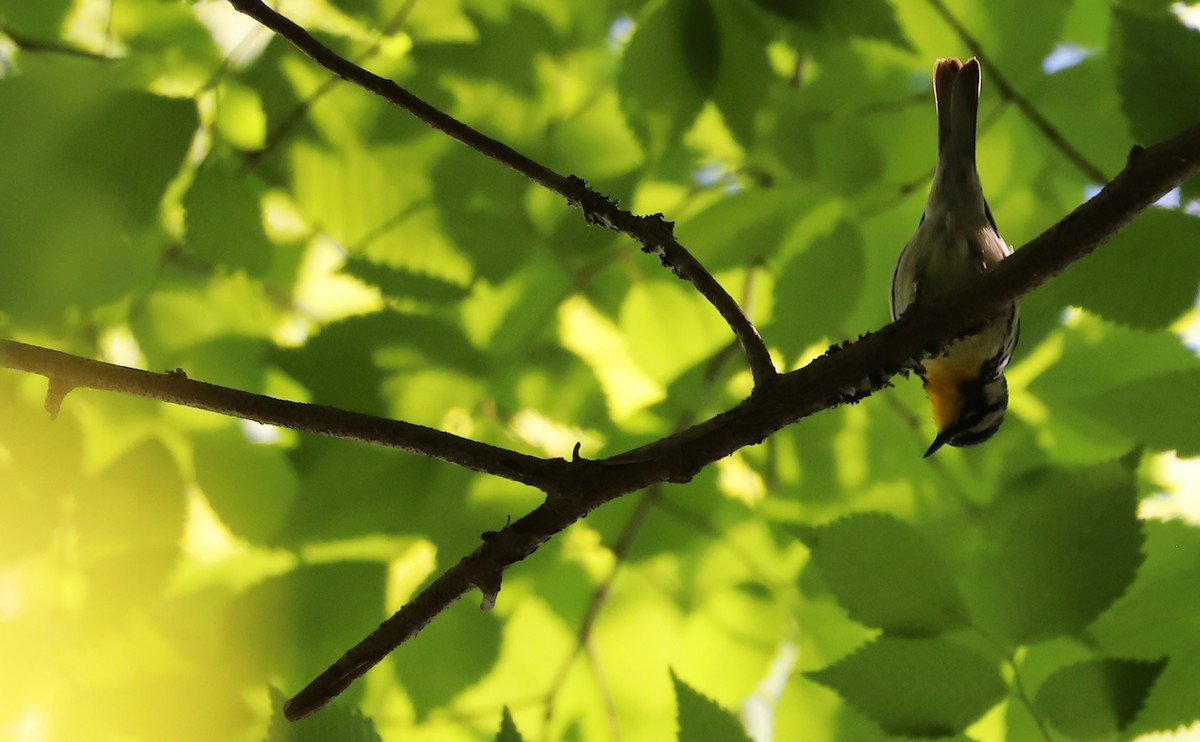 Yellow-throated Warbler - ML617536792