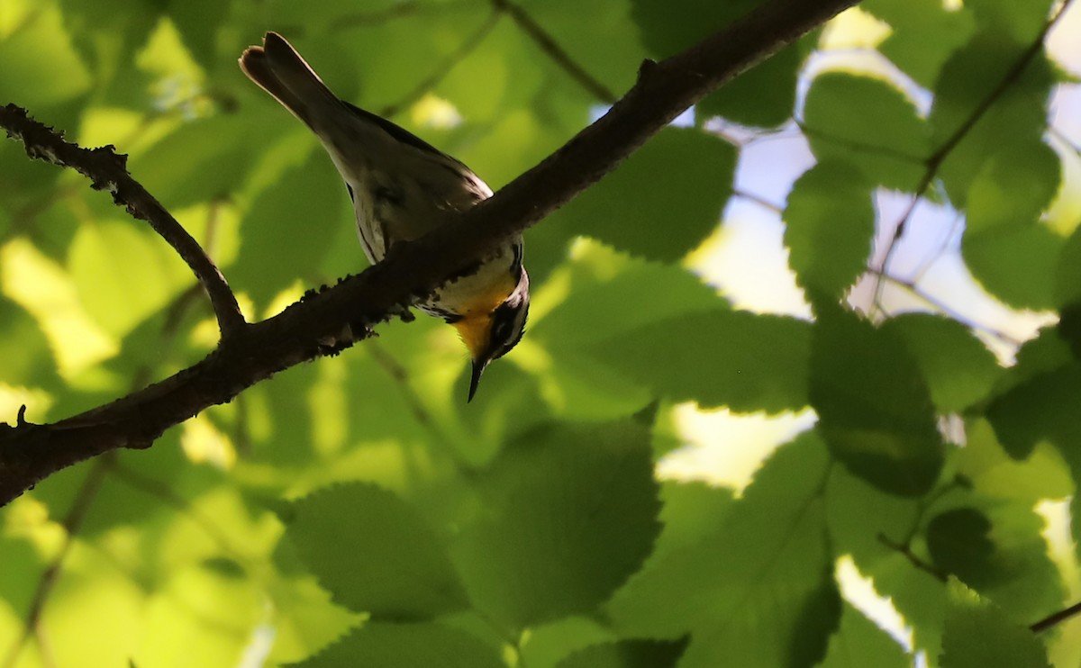 Yellow-throated Warbler - ML617536794