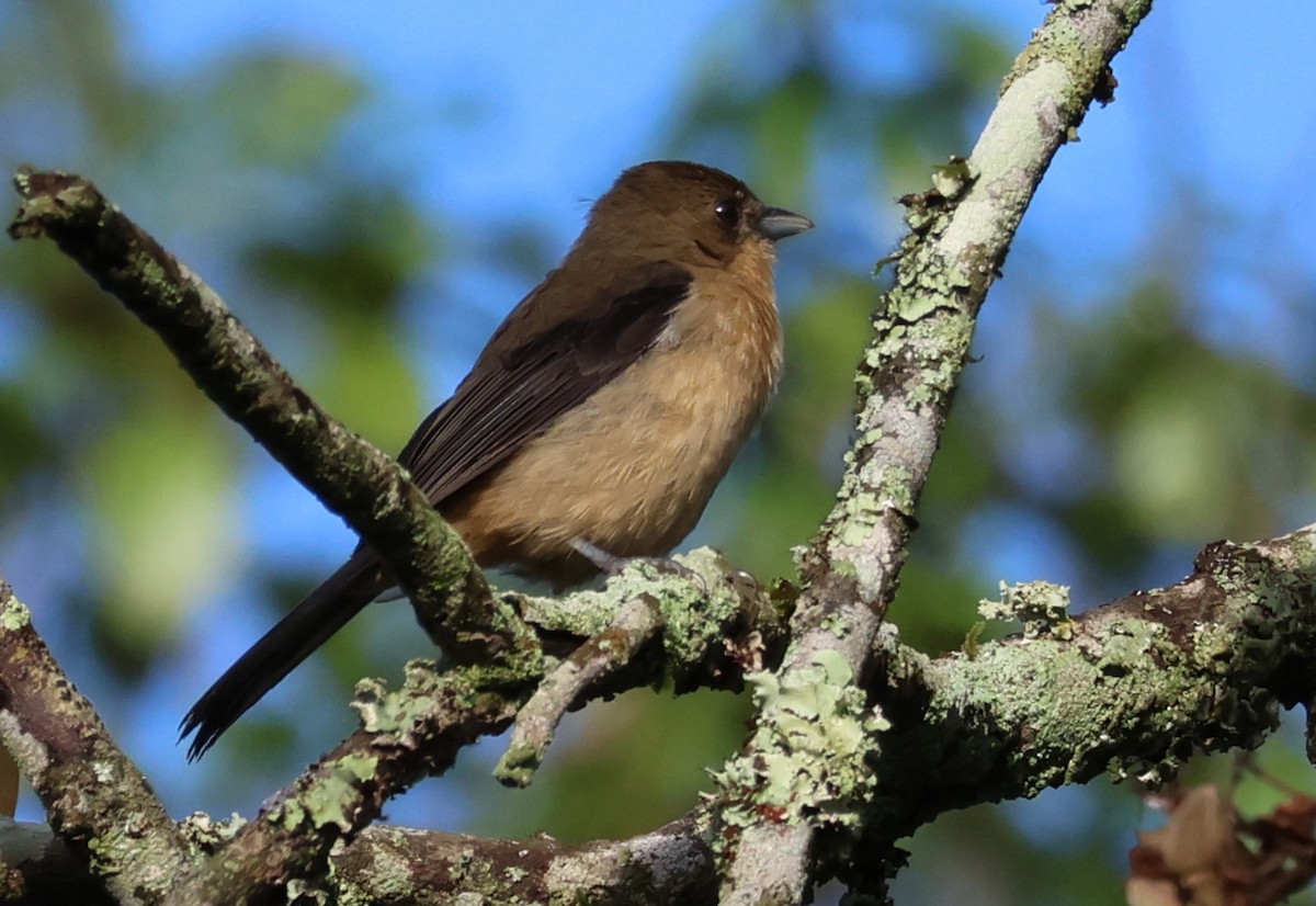 Black-goggled Tanager - ML617536820
