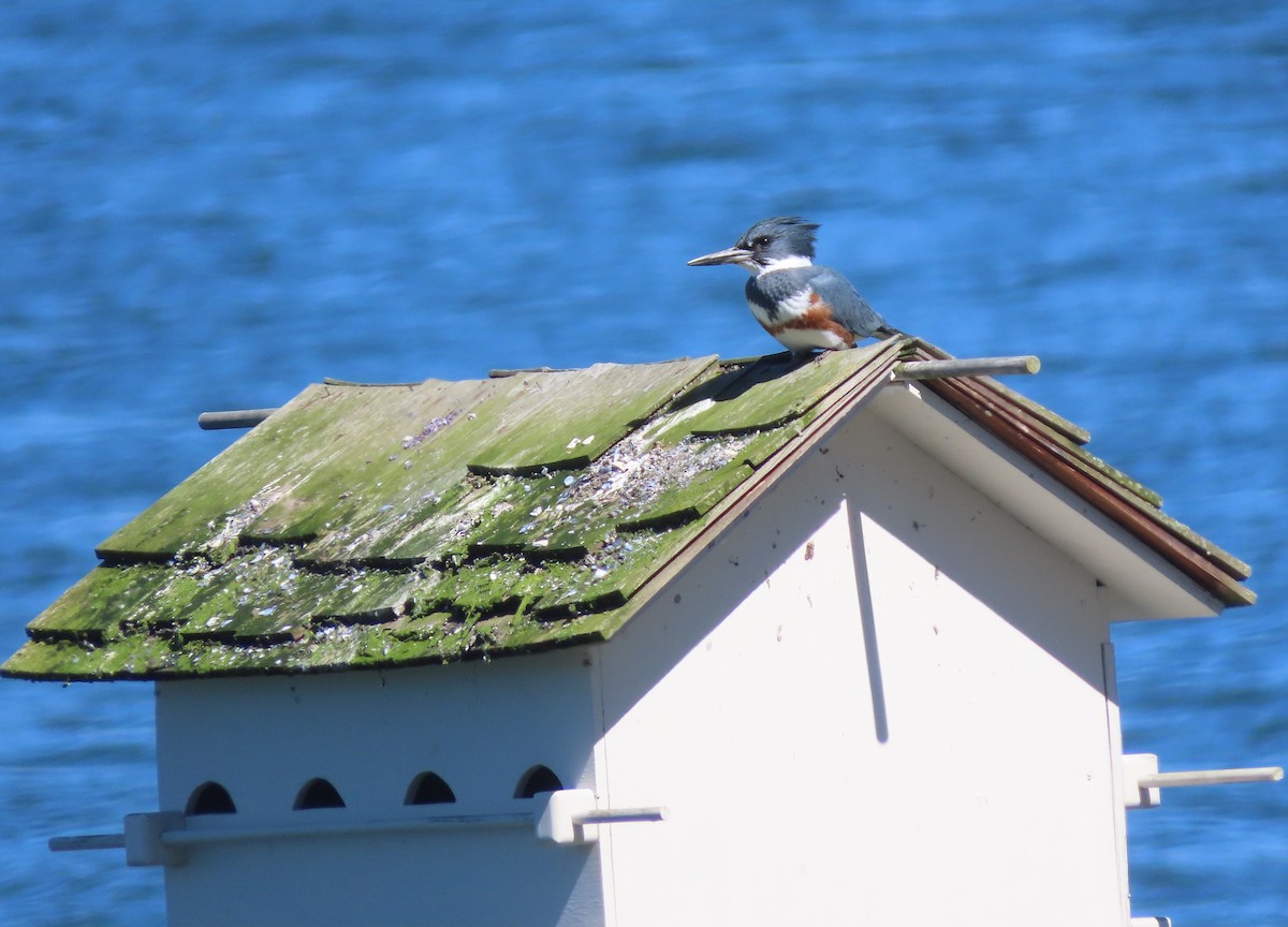 Belted Kingfisher - ML617536824