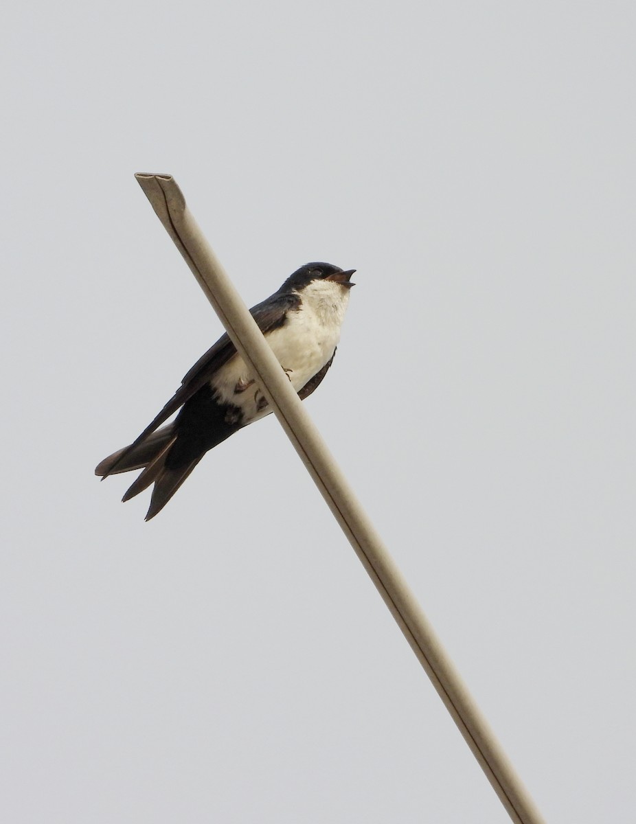 Blue-and-white Swallow - ML617536854