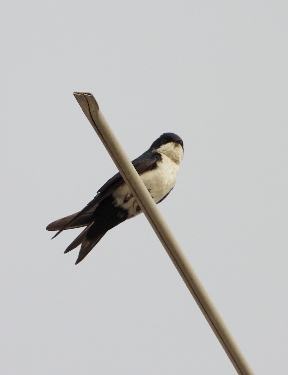 Blue-and-white Swallow - Manuel Pérez R.