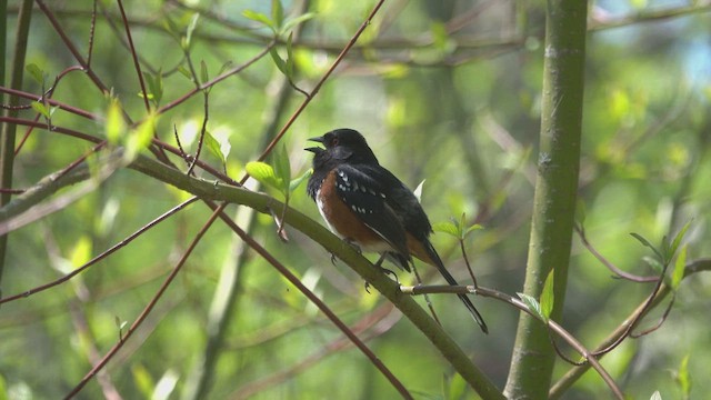 Spotted Towhee - ML617536883