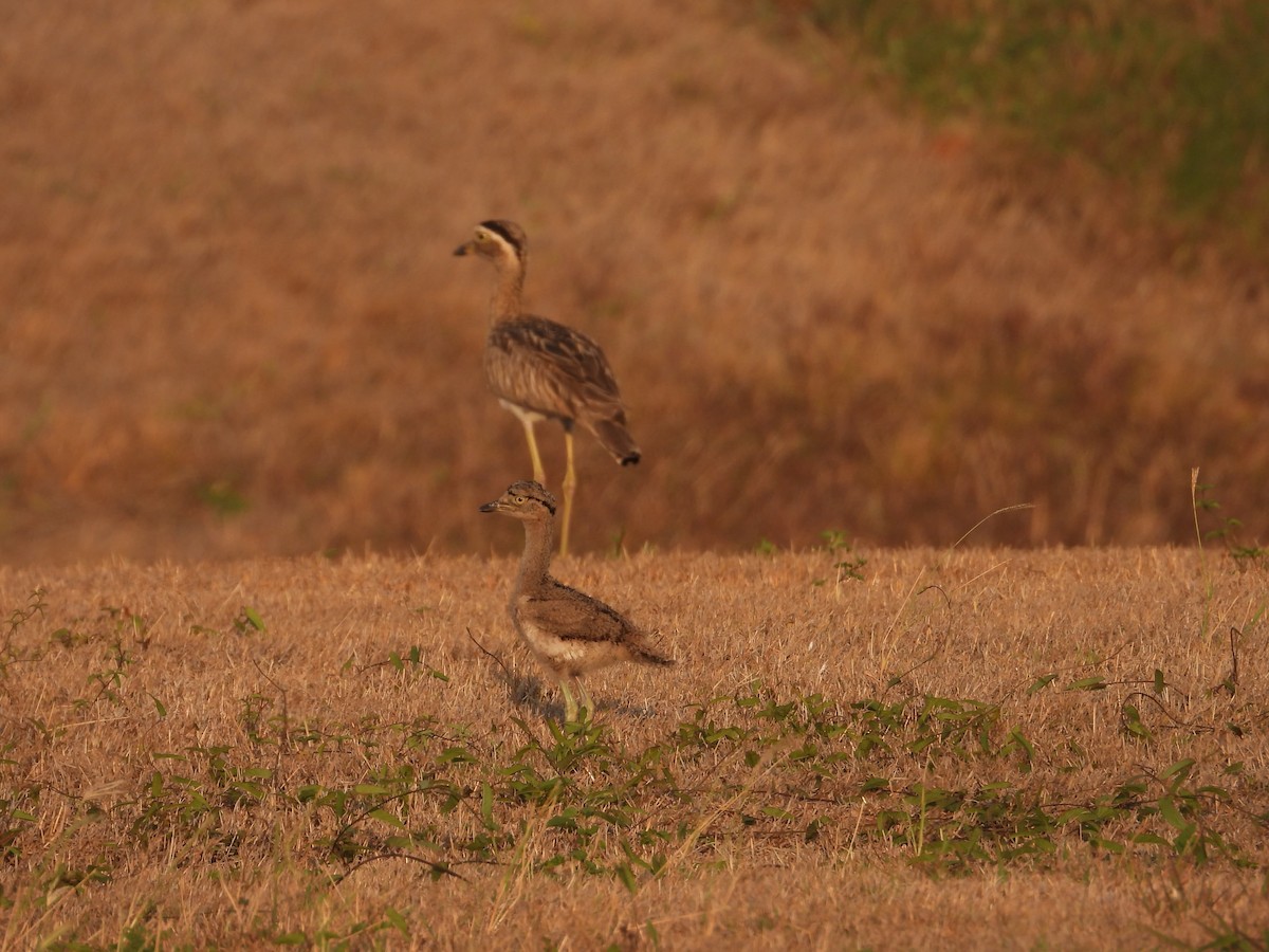 Double-striped Thick-knee - ML617536892