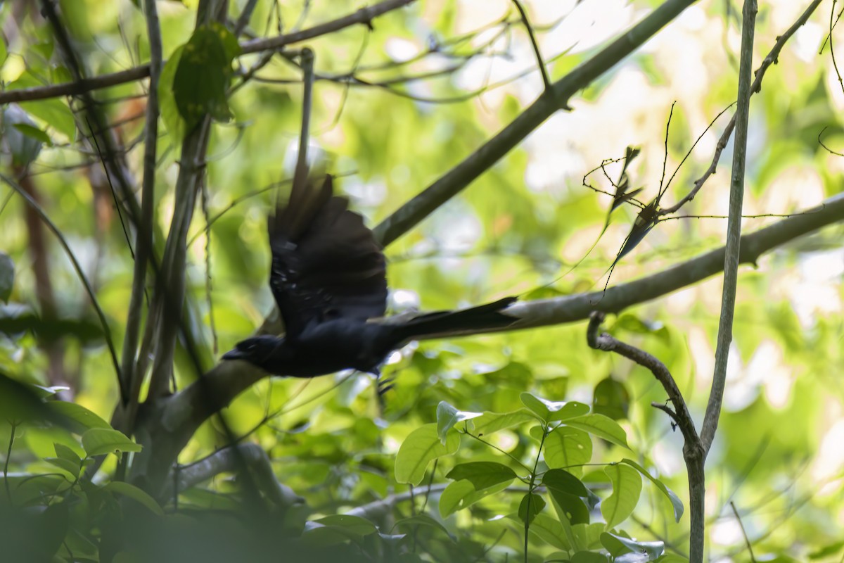 Greater Racket-tailed Drongo - ML617536944