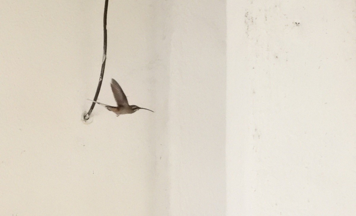 kolibřík tmavotemenný - ML617536976