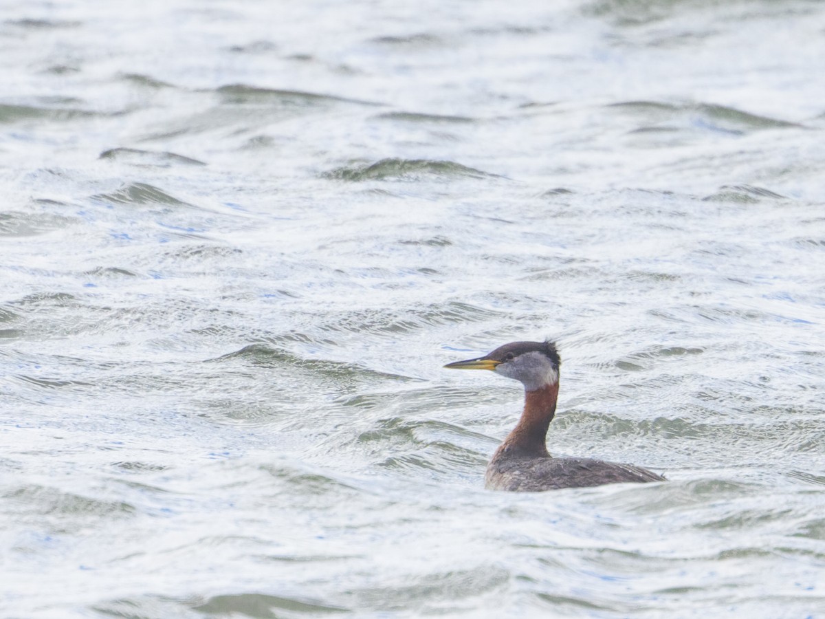 Red-necked Grebe - Angus Wilson