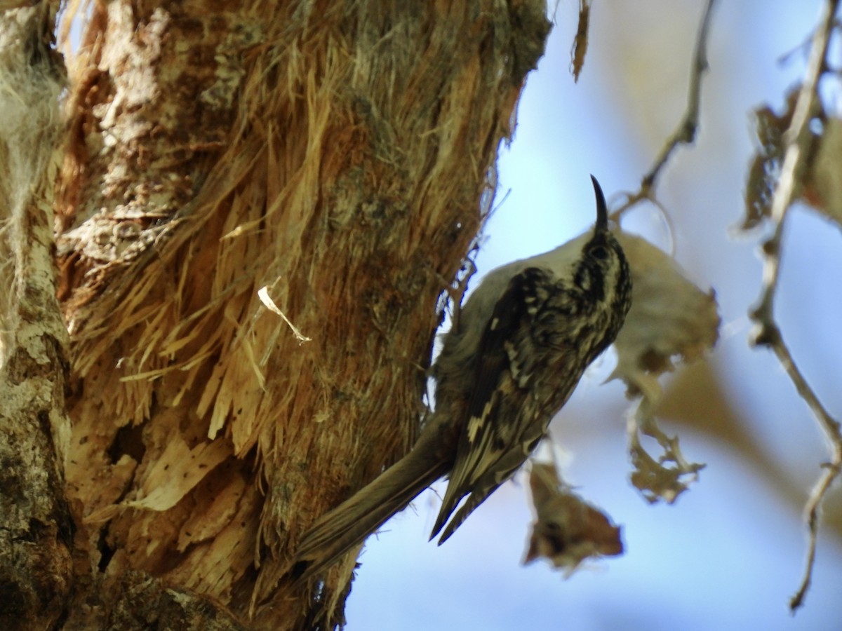Brown Creeper - Bill Lisowsky