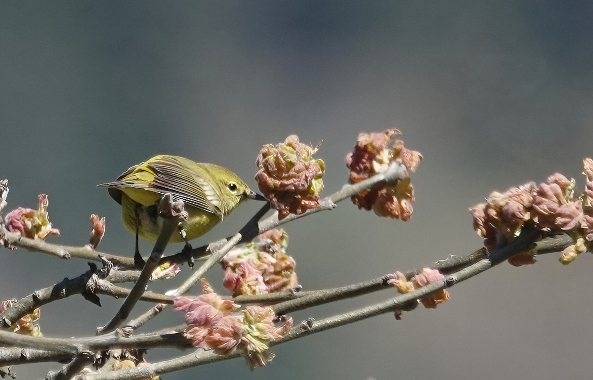 Orange-crowned Warbler - Ann Nightingale