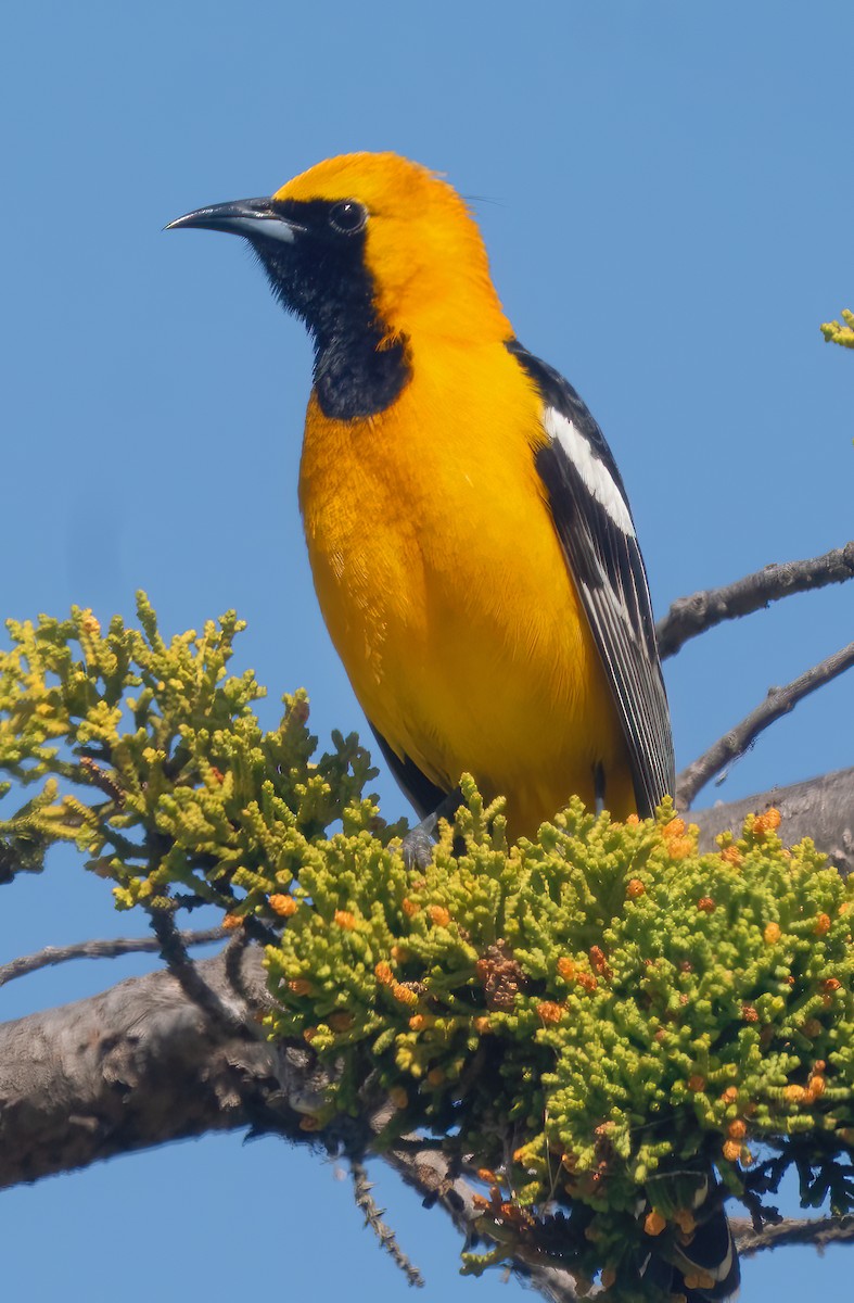 Hooded Oriole - Mark Chappell