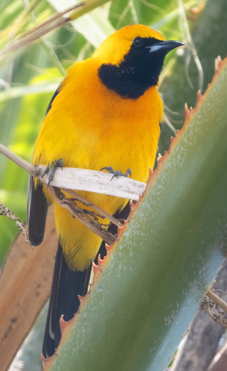 Hooded Oriole - Mark Chappell