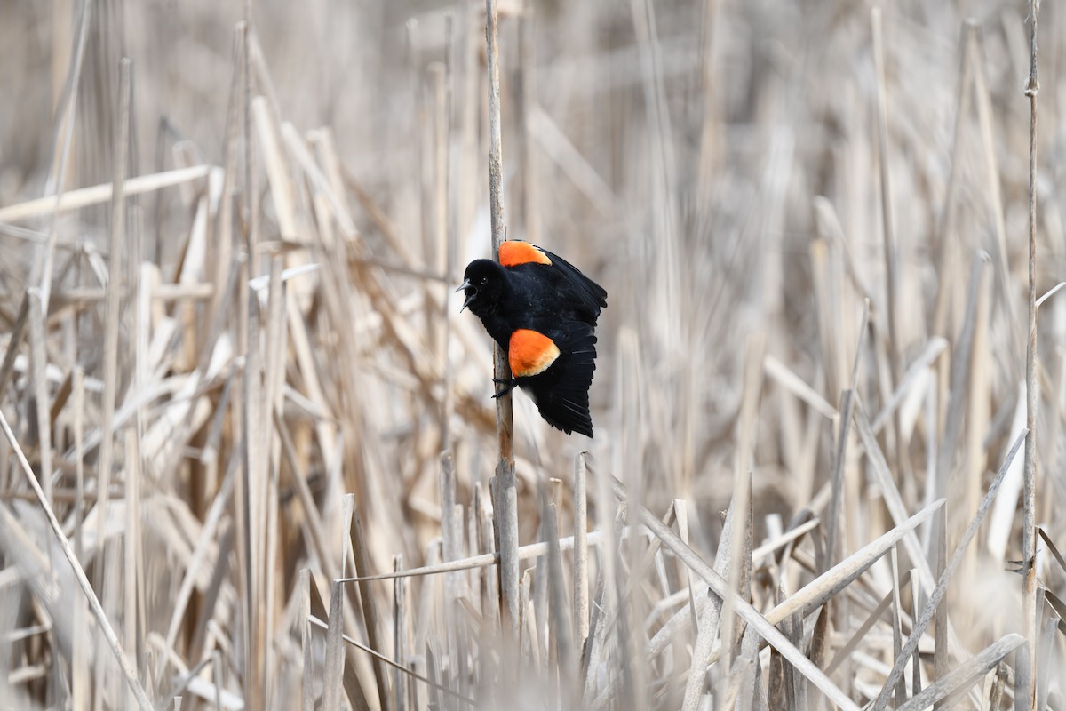 Red-winged Blackbird - joe demko